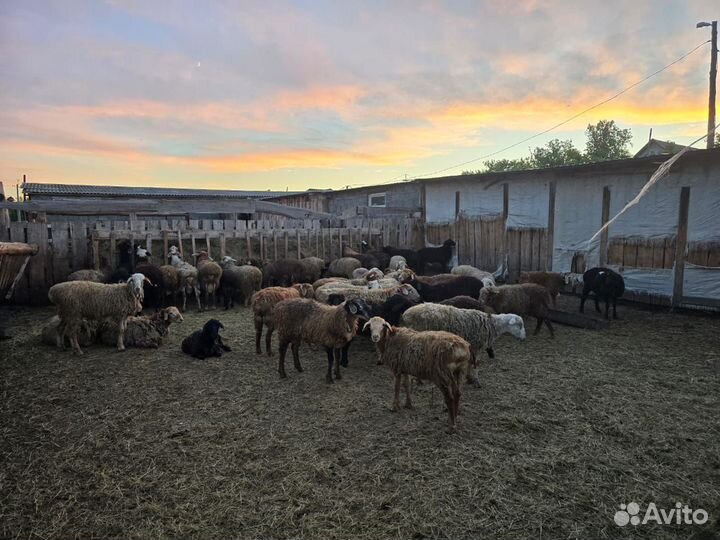 Бараны до года 40шт