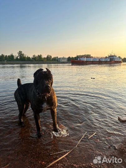 Кобель вязка кане корсо