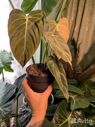 Филодендрон меланохризум