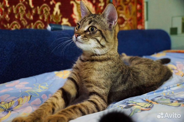 Тигровый полосатый котёнок