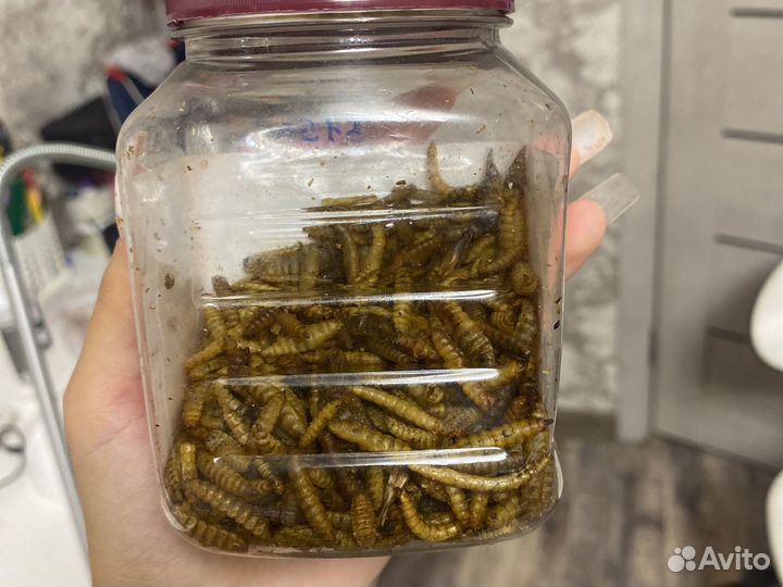 Лакомство для грызунов