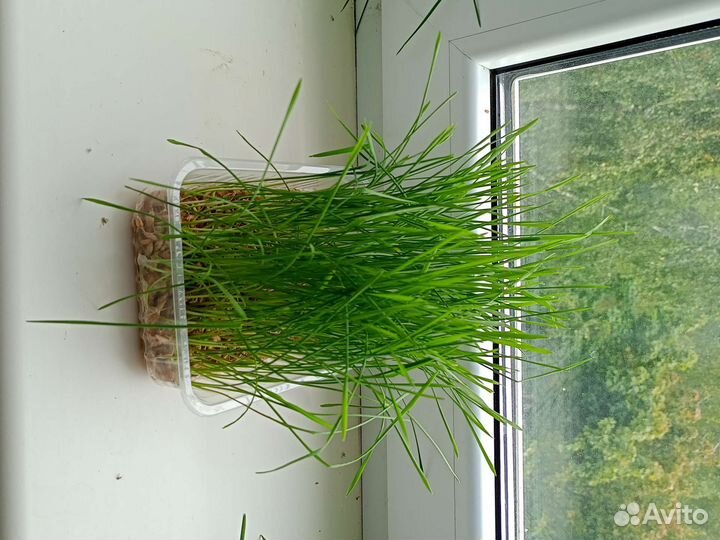 Травка для питомцев