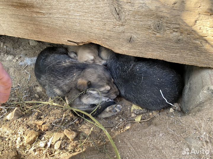 Щенки в добрые руки