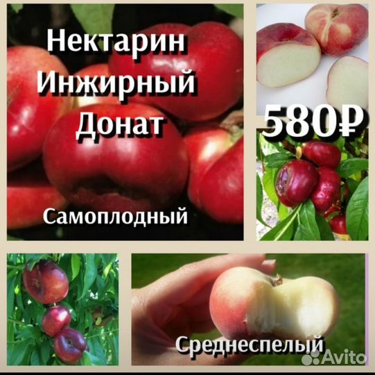 Саженцы плодовых деревьев черешня, абрикос, персик