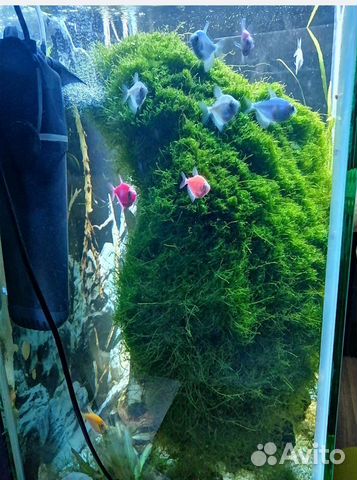 Аквариумное растение купить в Москве | Животные и зоотовары | Авито