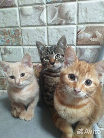 Отдам в добрые руки