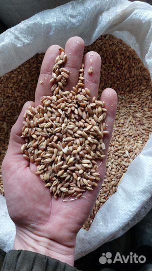 Зерно пшеница ячмень