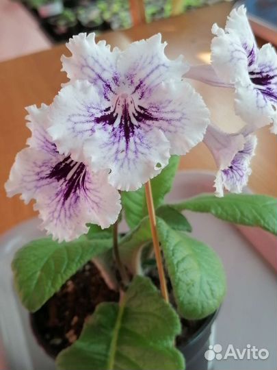 Стрептокарпусы