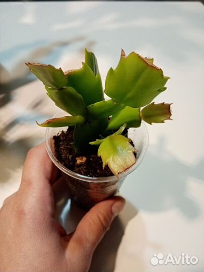 Декабрист шлюмбергера