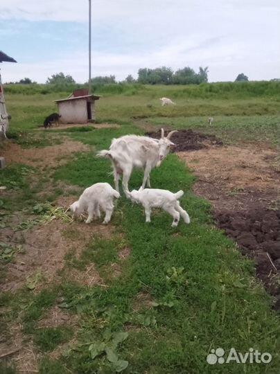 Козы с козлятами