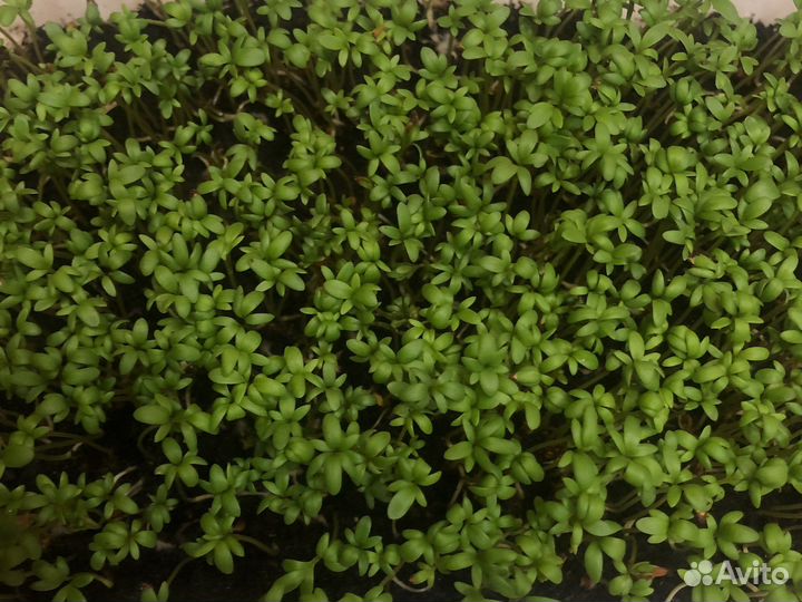 Микрозелень от Ильича