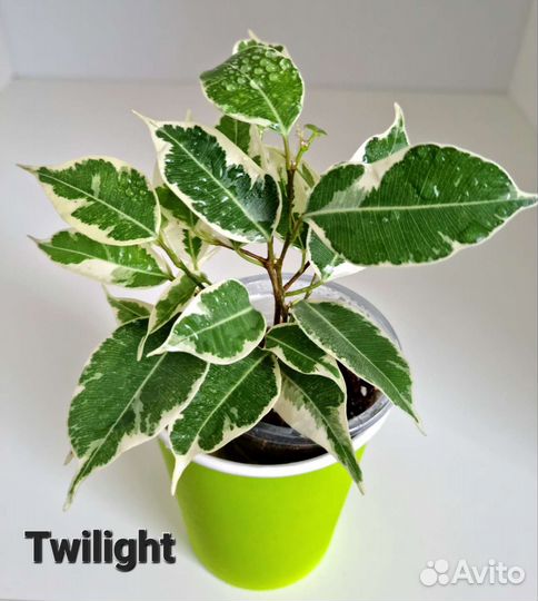 Фикусы сортовые