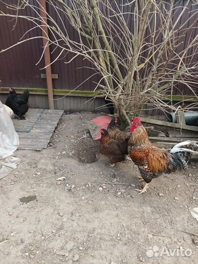 Куры несушки разной породы