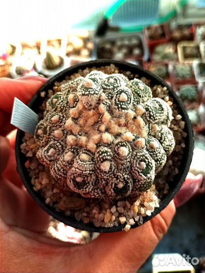 Кактусы редкие коллекционные