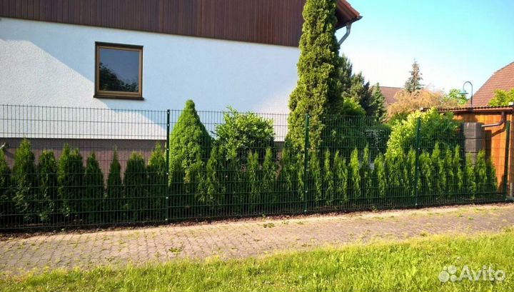 Туя смарагд оптом