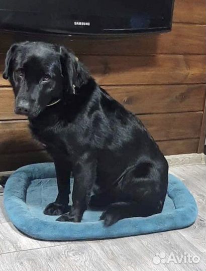 Лабрадор фенотип