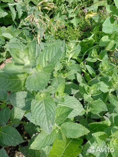 Мята, мелисса, темьян