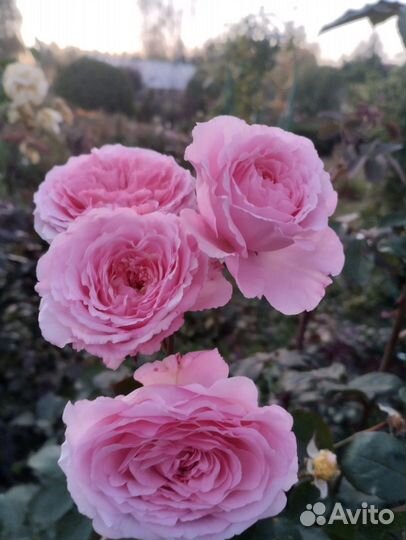 Саженцы роз