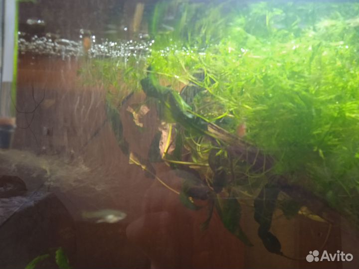 Мальки гуппи