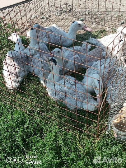 Утки, муларды подрощенные