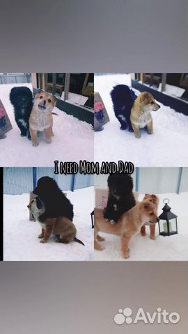 Щенок в добрые руки