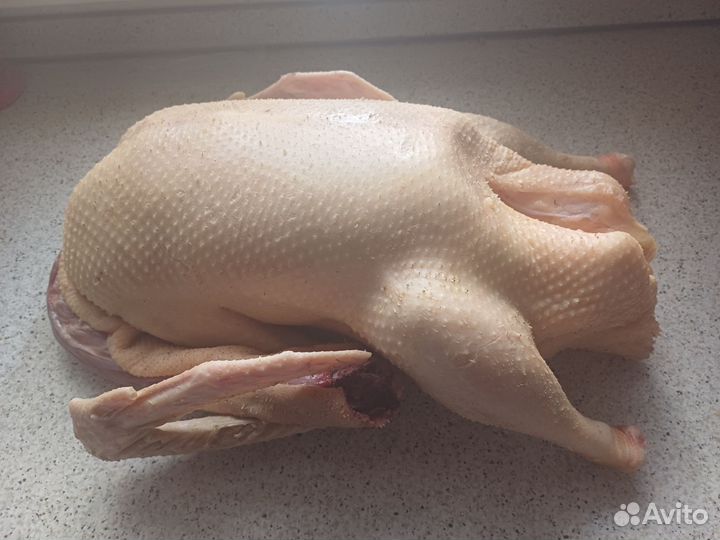 Домашний гусь