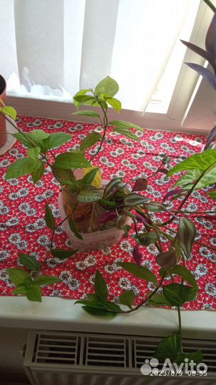 Комнатные цветы