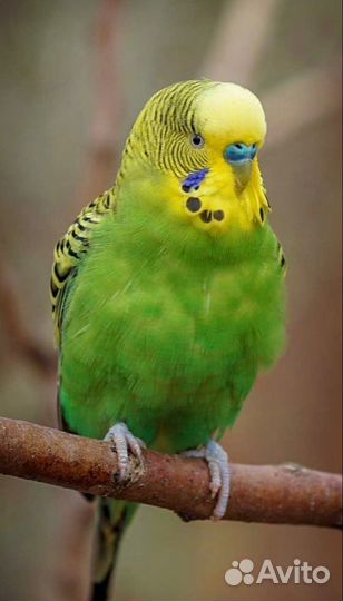 Волнистый попугай