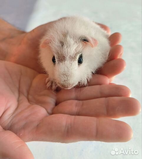 Морская свинка Американский Тедди самец