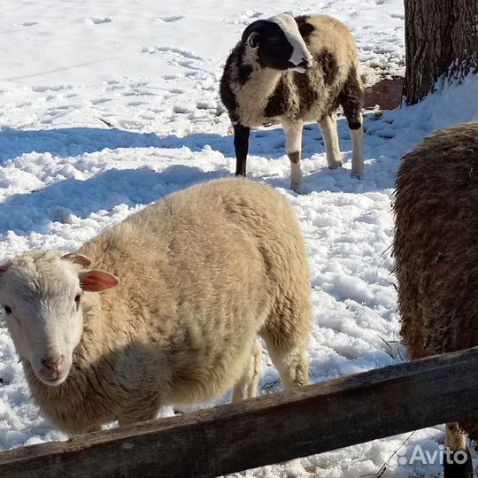 Ярки бараны дорпер