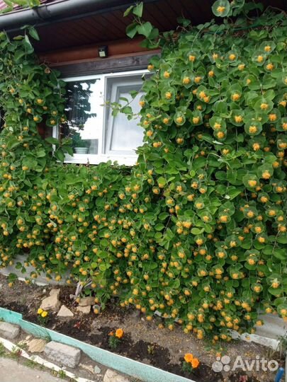 Цветущая жимолость