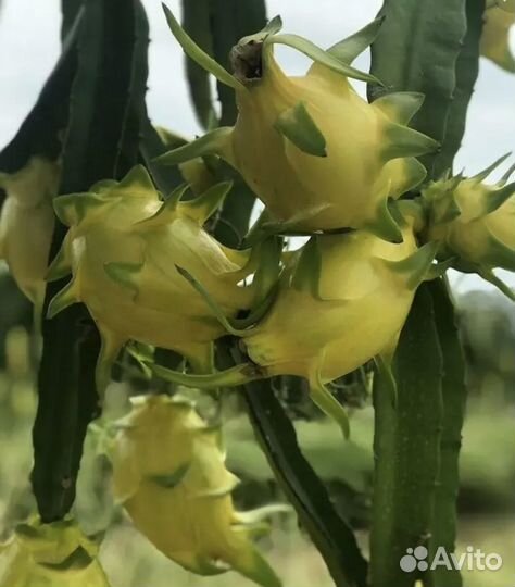 Питахайя dragon fruit («драконий фрукт»)