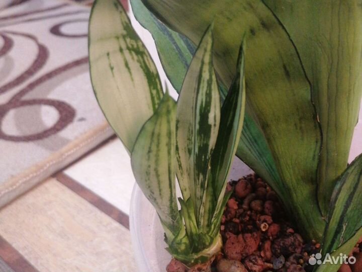 Сансевиерия муншайн