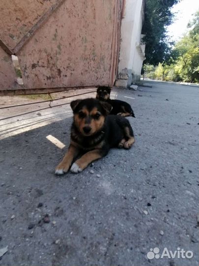 Коротколапики