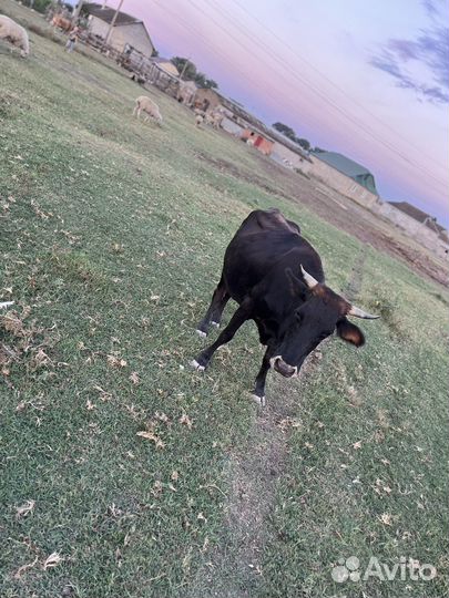 Село Туршунай