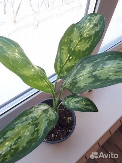 Аглаонема псевдоэрантеум