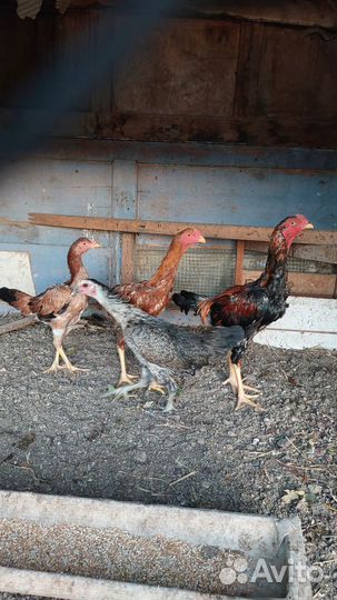 Петухи ухейилюй и Дакан