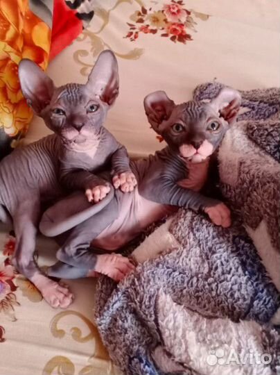 Канадский сфинкс эльф