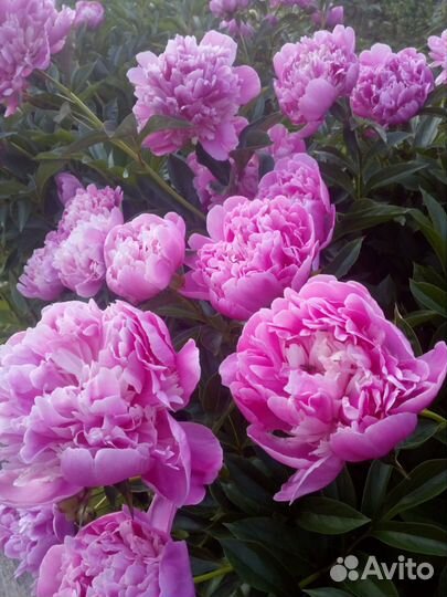 Пион корень взрослый