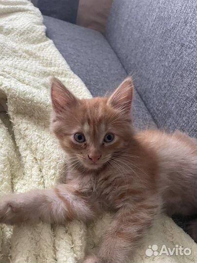 Котята в добрые руки мальчики