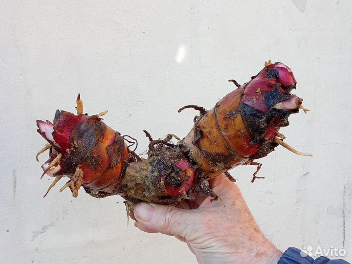 Клубни растений канн