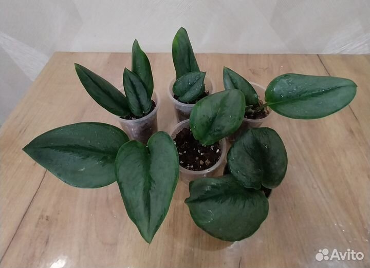 Сциндапсус мунлайт