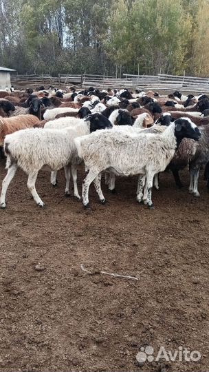 Курдючные бараны овцы