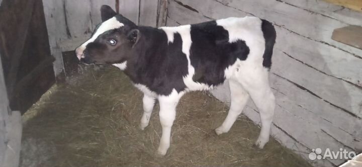 Телята бычки