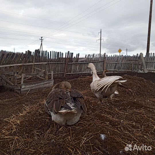 Гусыни-няньки