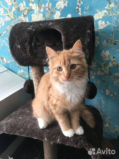 Котенок мальчик 4-5 мес рыжий
