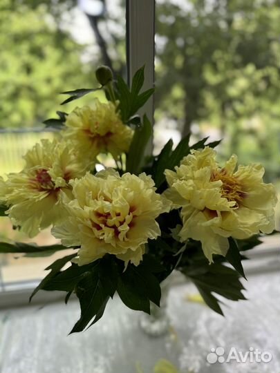 Пион желтый Бартзелла, Лемон шифон