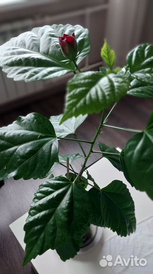 Комнатные цветы