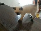 Кошка в дар бесплатно сиамская объявление продам