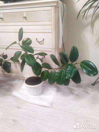 Фикусы (мкр Щ)